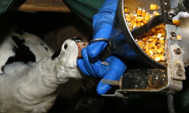 L'UDC va déposer une motion au Parlement suisse pour demander l’interdiction de l’importation de foie gras