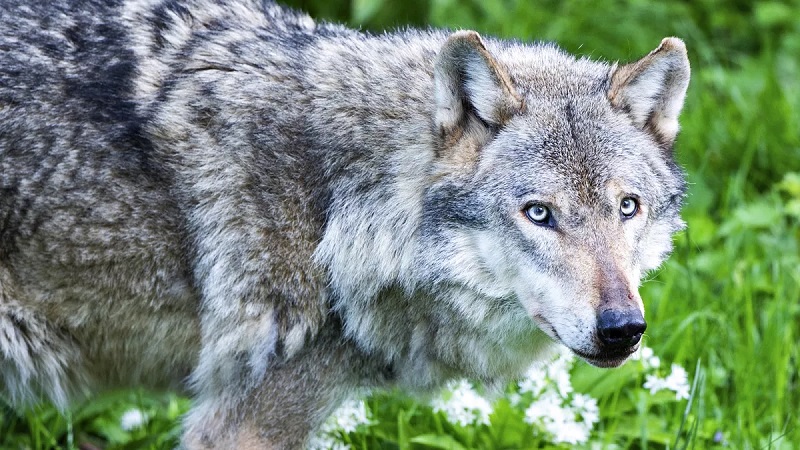 La Commission européenne a lancé une nouvelle phase de ses travaux visant à relever les défis liés au retour des loups dans certaines régions de l’UE. 