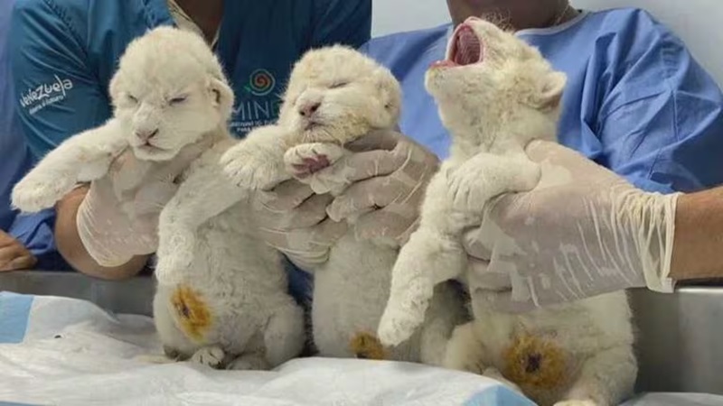 La naissance de trois lionceaux blancs dans un zoo vénézuélien est un événement exceptionnel, qui témoigne de la beauté et de la fragilité de cette variété rare de lions.