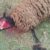 Les habitants de Boussais, un village situé près d’Angers, sont en colère après plusieurs attaques de chiens errants qui ont fait des victimes parmi les moutons et les poules.