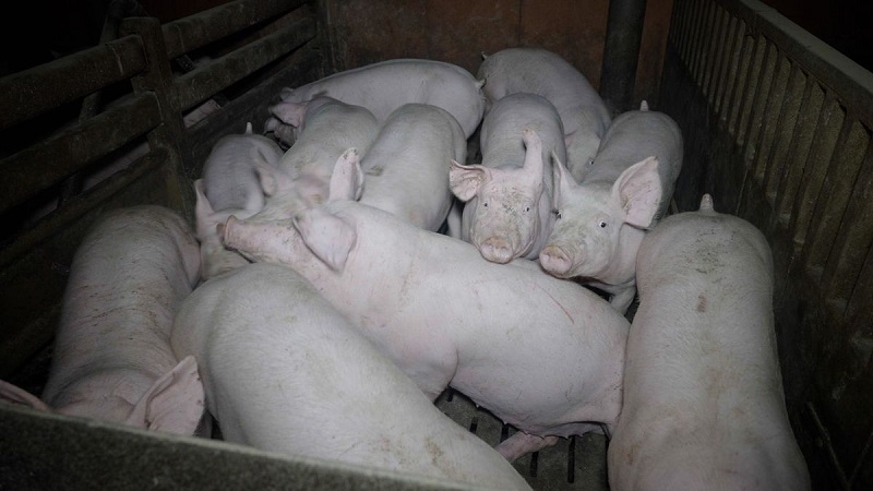 Maltraitance animale dans un élevage porcin des Landes