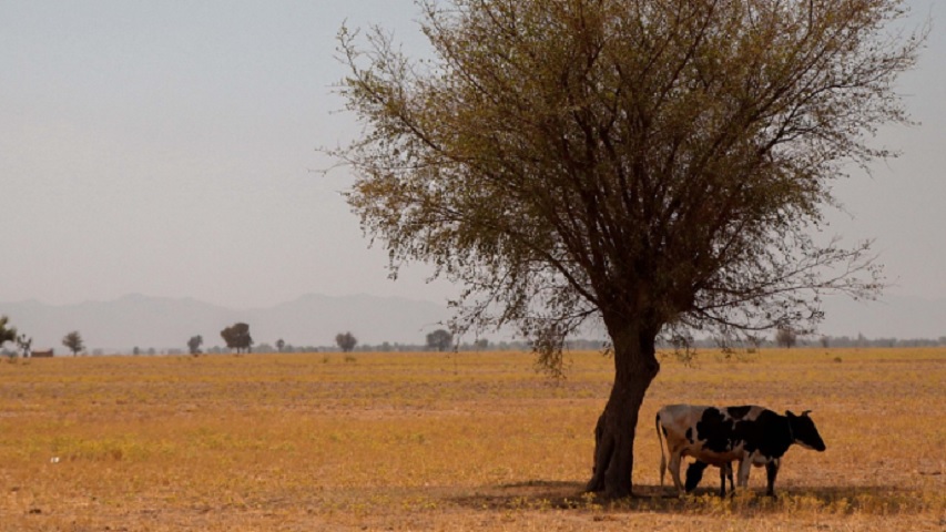 Abattage élevage à cause de la sécheresse
