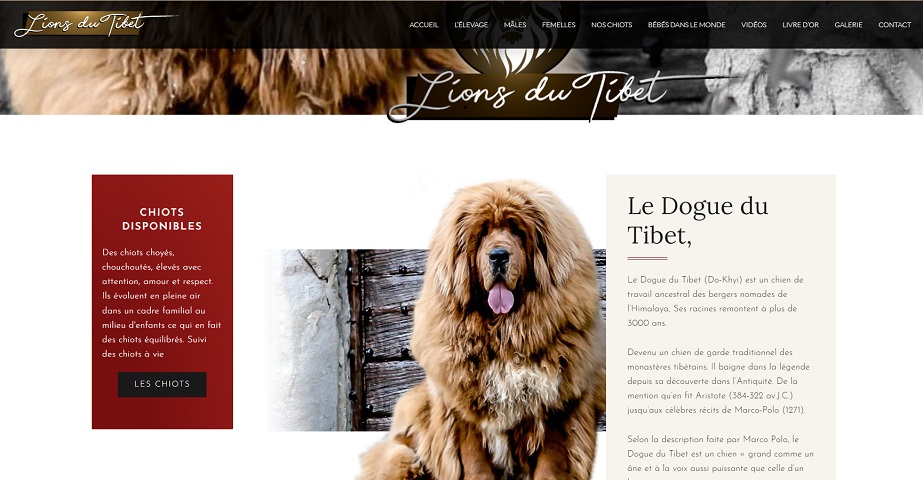 Lions du Tibet