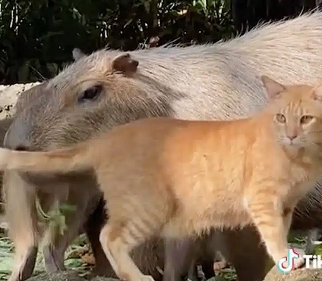 Un chat roux adopté par des capybaras dans un zoo japonais
