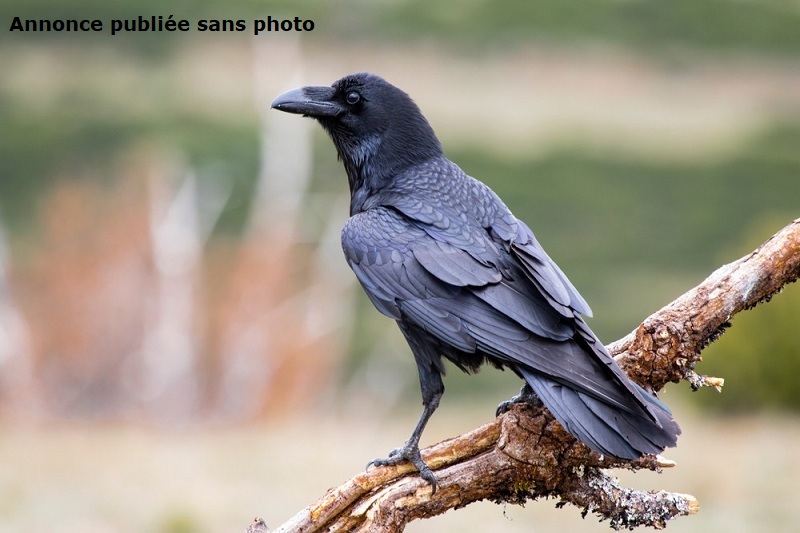 En France, il est interdit de détenir un corbeau sans autorisation spéciale, car il s’agit d’une espèce protégée ou chassable selon les cas.
