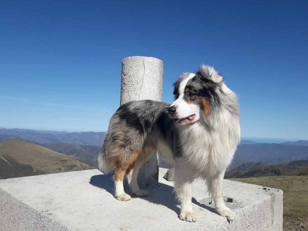 Un magnifique berger australien est proposé pour saillie. Il a 6 ans. Il a un très bon tempérament et il est intelligent. Il est très obéissant.