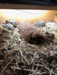 Vends à personne responsable tortues HH nées cet été dans mon jardin. elles sont en pleine forme, bon appétit, belle carapace. A voir et prendre sur place pas d'envoi possible. jardin clos indispensable