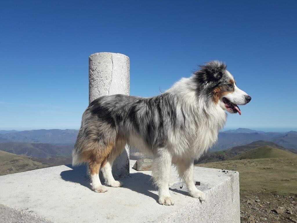 Un magnifique berger australien est proposé pour saillie. Il a 6 ans. Il a un très bon tempérament et il est intelligent. Il est très obéissant.