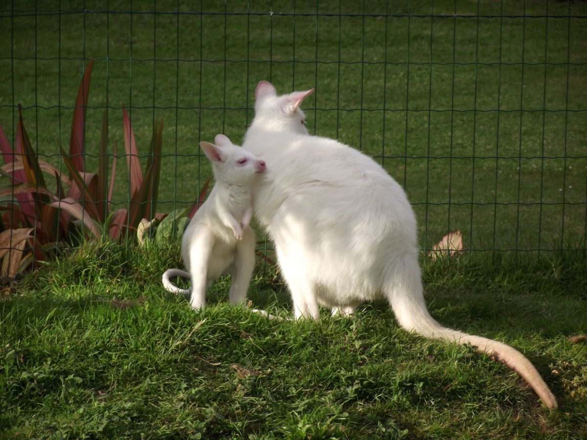 Je dispose de plusieurs femelles wallaby de Bennett albinos, ainsi que quelques mâles.