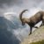 Sauvetage d'un bouquetin en Haute-Savoie