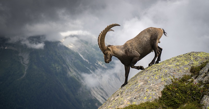 Sauvetage d'un bouquetin en Haute-Savoie