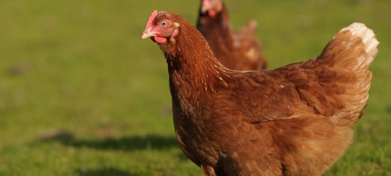 Ce week-end, à Pia, dans les Pyrénées-Orientales, une opération originale et solidaire va avoir lieu. Il s’agit de la vente de poules d’élevage organisée par l’entreprise “Poule pour tous”.