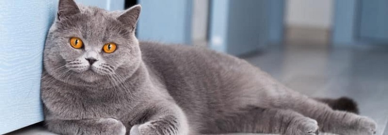 Chat British Shorthair