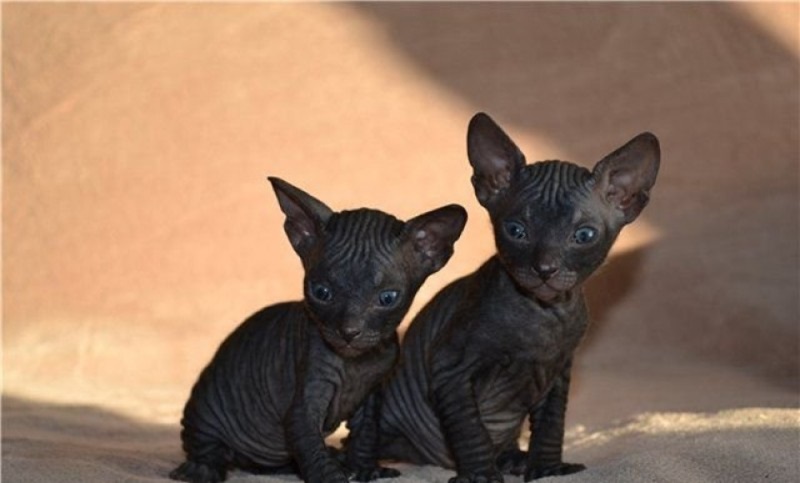 Le chat Don Sphynx est une race de chat très particulière, qui se caractérise par son absence de poils. C’est un chat originaire de Russie, qui est apparu suite à une mutation spontanée en 1987. Il est aussi appelé Donskoy ou Don Hairless.