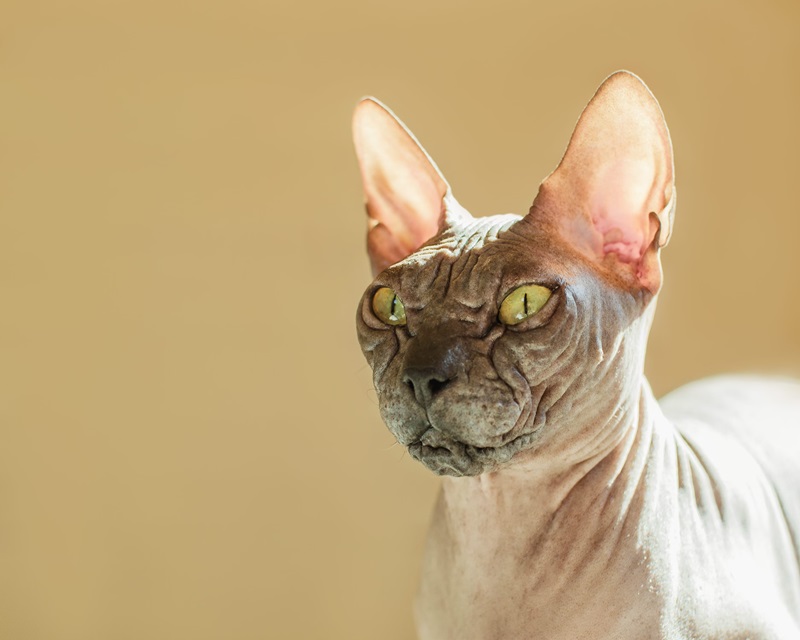 Le chat Don Sphynx est une race de chat très particulière, qui se caractérise par son absence de poils. C’est un chat originaire de Russie, qui est apparu suite à une mutation spontanée en 1987. Il est aussi appelé Donskoy ou Don Hairless.