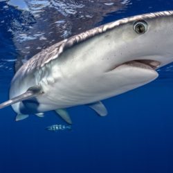 Hong Kong, un territoire connu pour sa consommation d’ailerons de requin, a décidé de renforcer la protection de ces animaux marins en ajoutant deux nouvelles familles de requins à sa liste des espèces menacées.
