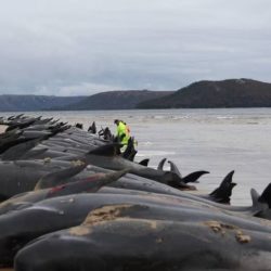 Islande Chasse à la baleine