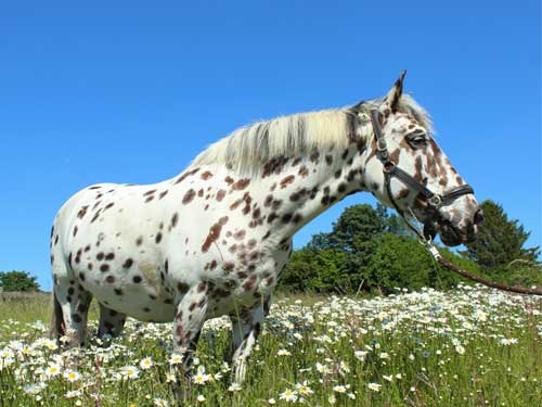 L’Appaloosa est une race de chevaux de selle originaire du nord-ouest des États-Unis. 