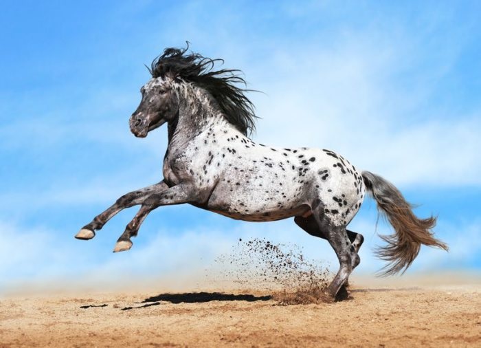 L’Appaloosa est une race de chevaux de selle originaire du nord-ouest des États-Unis. 