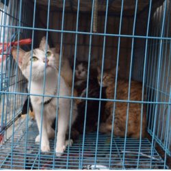 La Chine est un pays où la consommation de viande de chat est encore pratiquée par certaines personnes, malgré les protestations des défenseurs des animaux.