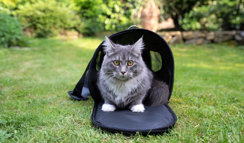 La caisse de transport est un accessoire indispensable pour tout propriétaire de chat qui souhaite voyager avec son animal ou l’emmener chez le vétérinaire. Il existe différents types de caisses de transport, qui présentent chacun des avantages et des inconvénients.