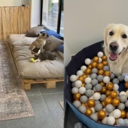La crèche canine Les Belles Truffes est un lieu unique en France où les propriétaires de chiens peuvent confier leur animal pendant qu’ils sont au travail ou occupés.