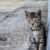 La distance parcourue par un chat perdu dépend de plusieurs facteurs, tels que son âge, sa santé, son caractère, son mode de vie, les circonstances de sa disparition et l’environnement dans lequel il se trouve.