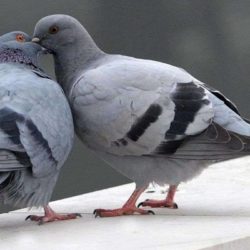 L’association soupçonne la ville de recourir à des pratiques « maltraitantes » et « inefficaces », comme la capture et l’euthanasie des pigeons, ou l’utilisation de produits répulsifs.