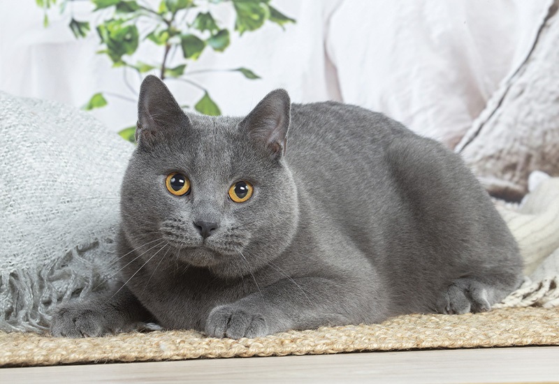 Le chat Chartreux