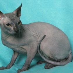 Le chat Don Sphynx est une race de chat très particulière, qui se caractérise par son absence de poils. C’est un chat originaire de Russie, qui est apparu suite à une mutation spontanée en 1987. Il est aussi appelé Donskoy ou Don Hairless.