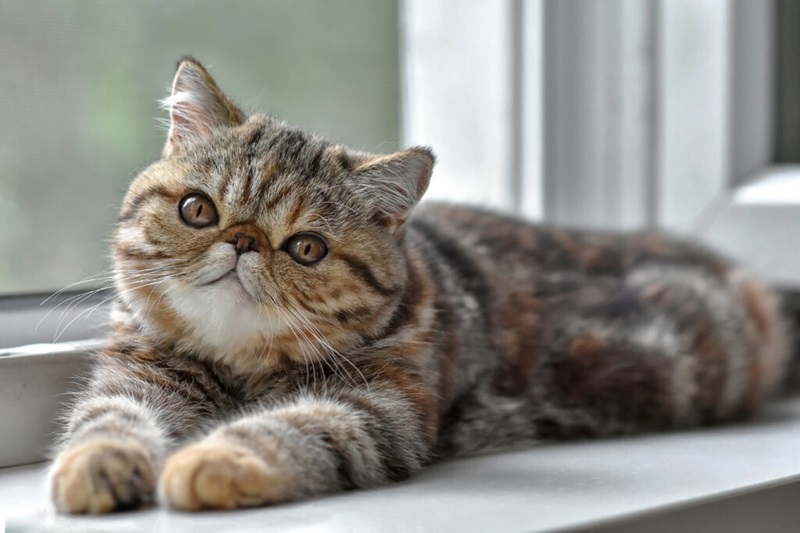 Le chat Exotic Shorthair est une race de chat à poil court, originaire des États-Unis. Il est le résultat du croisement entre le Persan et l’American Shorthair, dans les années 1950. Son apparence est très proche de celle du Persan, mais avec un poil plus court et plus facile à entretenir.