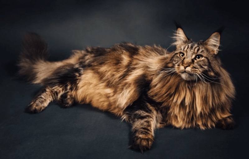 Le chat Maine Coon est une race de chat originaire de l’État du Maine, aux États-Unis. Il est réputé pour sa grande taille, son poil long et épais, et son caractère affectueux et calme.