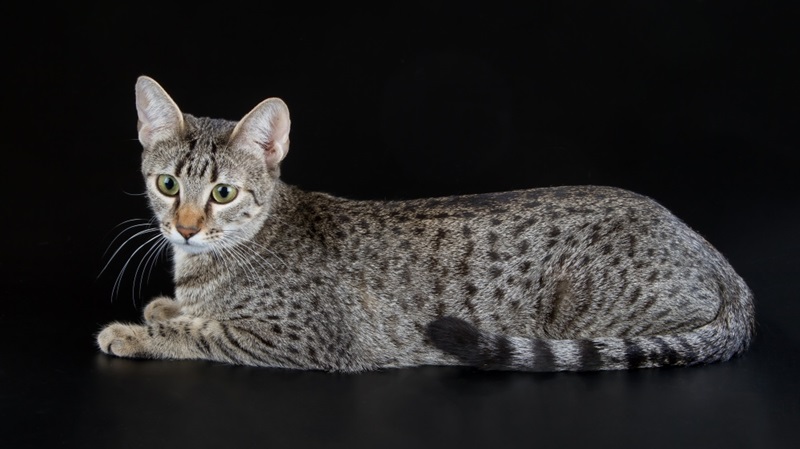 Le chat Mau égyptien est une race de chat originaire d’Égypte et très ancienne.