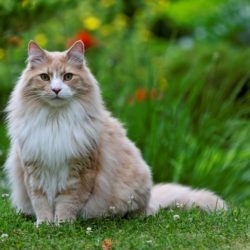 Le chat Norvégien est une race de chat originaire de Norvège, où il est connu sous le nom de norsk skogkatt, ce qui signifie “chat des forêts norvégiennes”.
