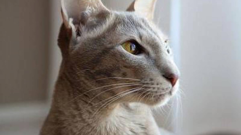 Le chat Oriental est une race de chat très élégante et expressive, qui a des origines asiatiques.