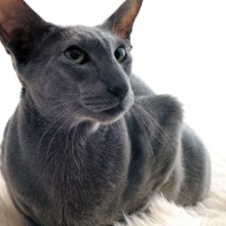 Le chat Oriental est une race de chat très élégante et expressive, qui a des origines asiatiques.