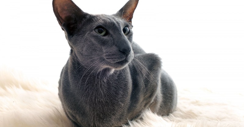 Le chat Oriental est une race de chat très élégante et expressive, qui a des origines asiatiques.