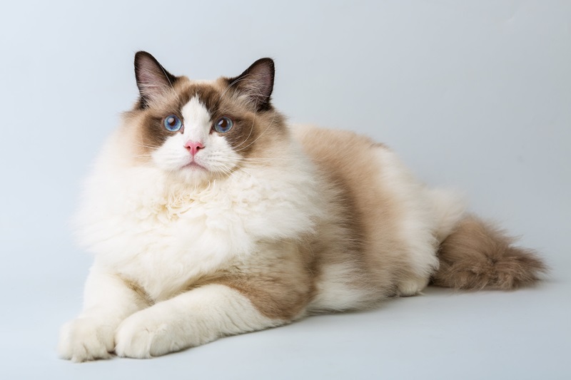 Le chat Ragdoll est une race de chat originaire des États-Unis, créée dans les années 1960 par Ann Baker, une éleveuse de chats persans.