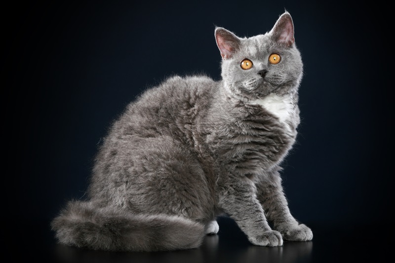 Le chat Rex Selkirk, une race de chat à poil frisé originaire des États-Unis.