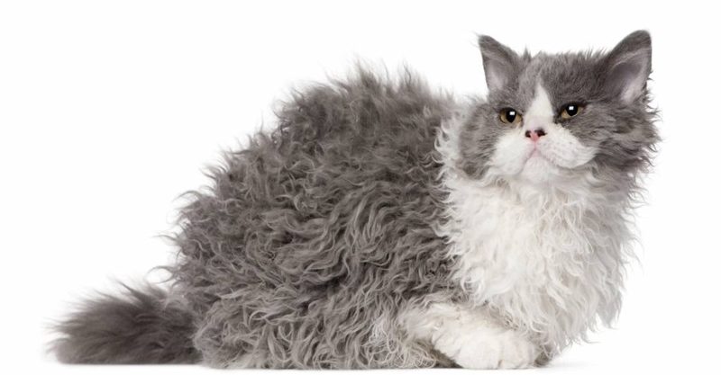 Le chat Rex Selkirk, une race de chat à poil frisé originaire des États-Unis.