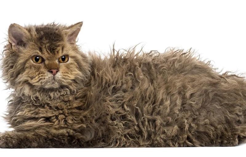 Le chat Rex Selkirk, une race de chat à poil frisé originaire des États-Unis.