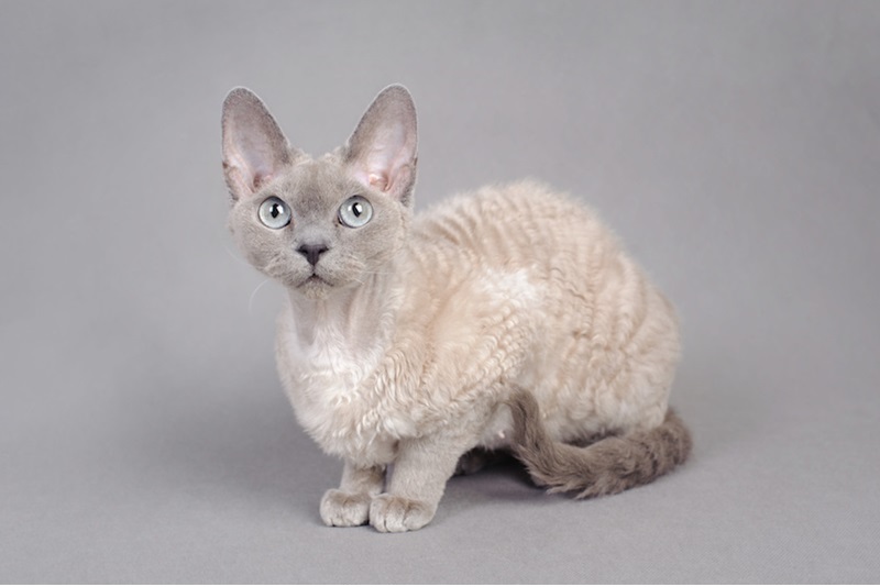 Le chat Rex devon est une race de chat originaire du Royaume-Uni, qui se caractérise par son poil court, frisé et doux, ainsi que par ses grandes oreilles et ses yeux expressifs.