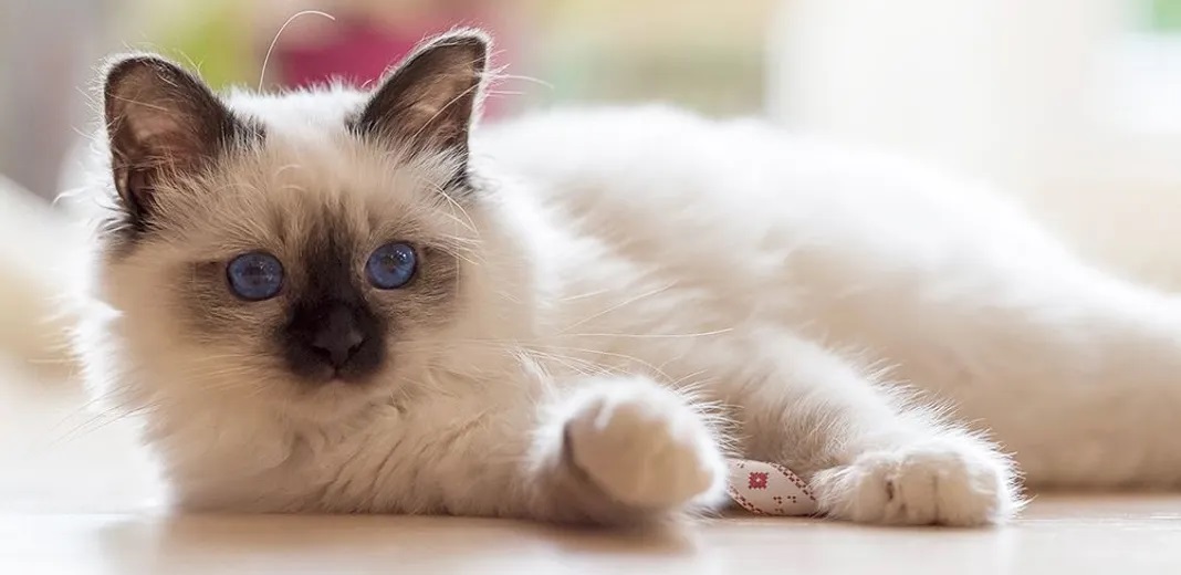 Le chat Sacré de Birmanie est une race de chat originaire de France, mais qui tire son nom d’une légende selon laquelle il aurait été l’animal sacré des temples birmans.