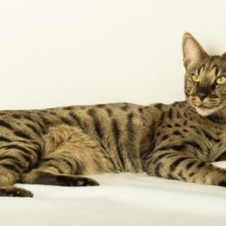Le chat Savannah est une race de chat très récente, créée à partir du croisement entre un Serval, un félin sauvage d’Afrique, et un chat domestique au pelage tacheté.