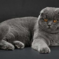 Le chat Scottish Fold est une race de chat originaire d’Écosse, qui se caractérise par ses oreilles pliées vers l’avant.