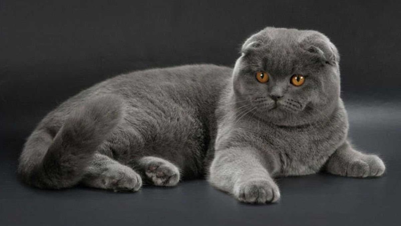 Le chat Scottish Fold est une race de chat originaire d’Écosse, qui se caractérise par ses oreilles pliées vers l’avant.