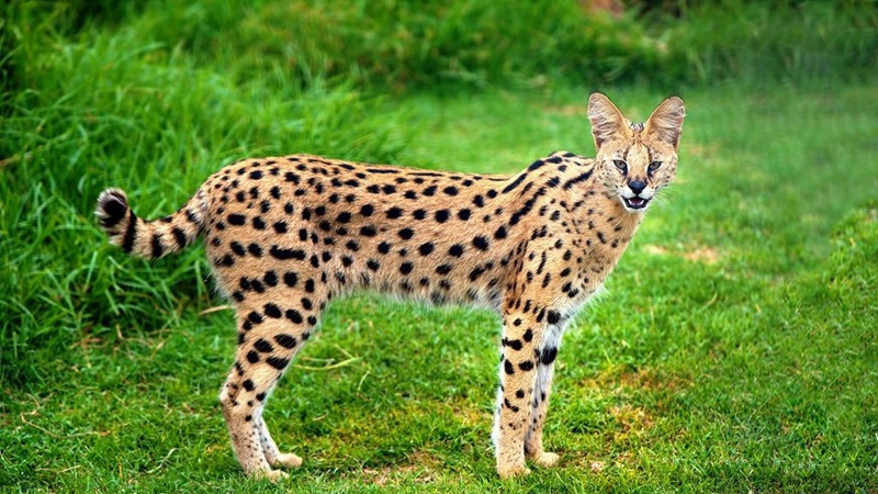 Le chat Serval est un félin sauvage originaire d’Afrique, où il vit principalement dans les savanes humides près des cours d’eau.