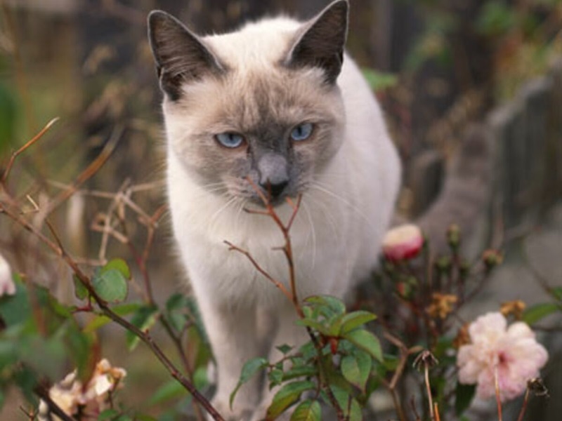 Le chat Siamois est une race de chat originaire de la Thaïlande, anciennement appelée Siam.