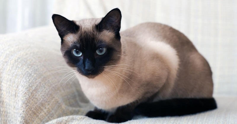 Le chat Siamois est une race de chat originaire de la Thaïlande, anciennement appelée Siam.