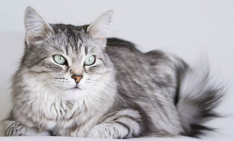 Le chat Sibérien est une race de chat originaire de Russie, plus précisément de la région de Sibérie.
